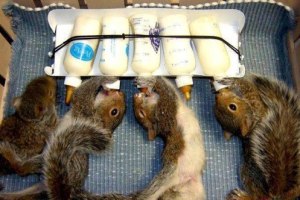 miercurea fara cuvinte