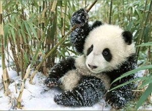 panda